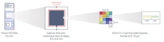 FAQ专题|空间转录组常见问题合集