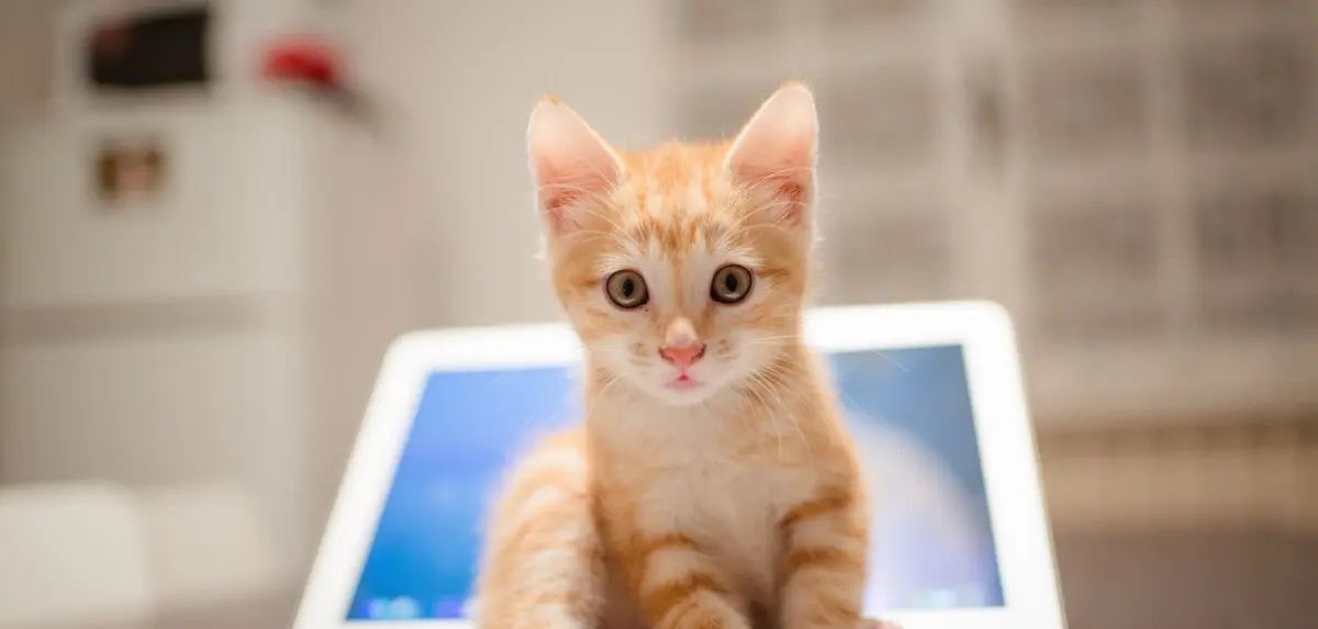 如何在Mac上查找已保存的密码 - 鹿快