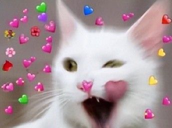 真令人头秃！这里有你不知道的日本最潮加密语