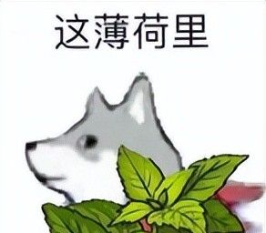 真令人头秃！这里有你不知道的日本最潮加密语