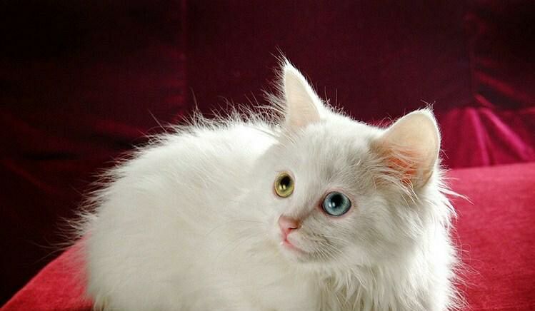 大学英语四级每日打卡训练四十一