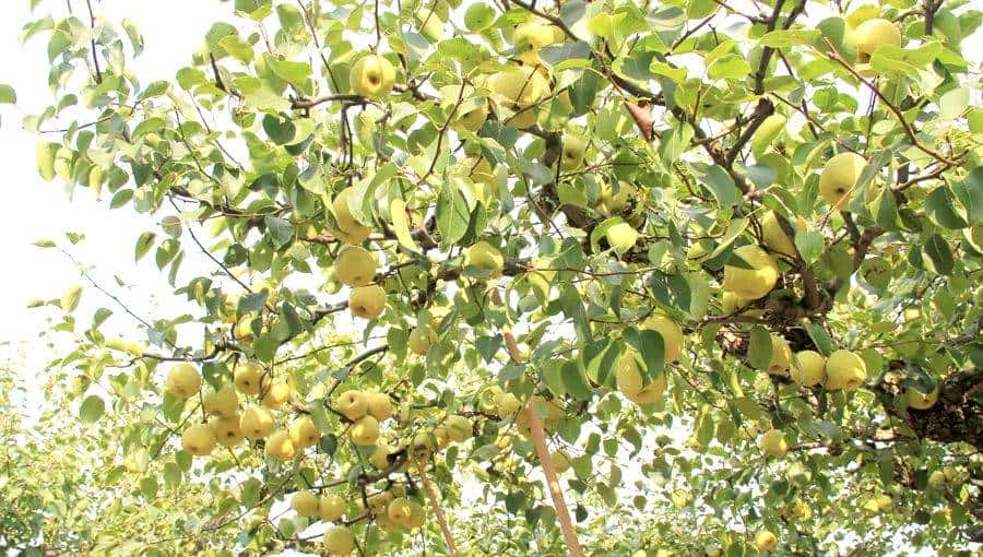 50种中化MAP水果的美味,你可能才尝过1%