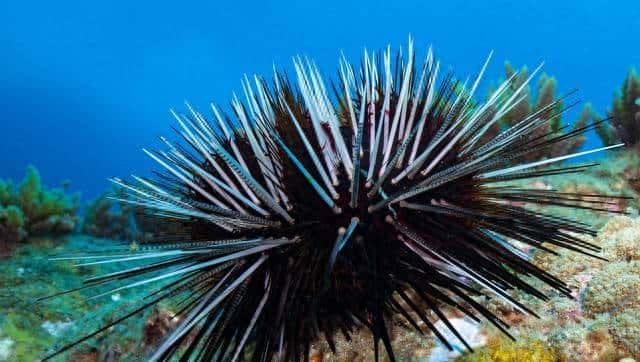 PySide6 与 NiceGUI 选型比较