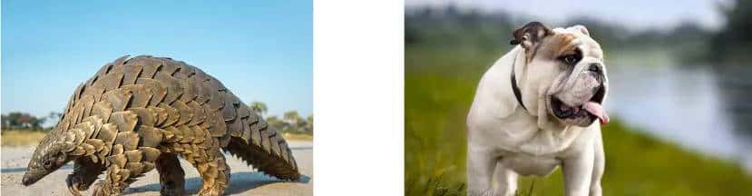 什么是Few-shot Learning