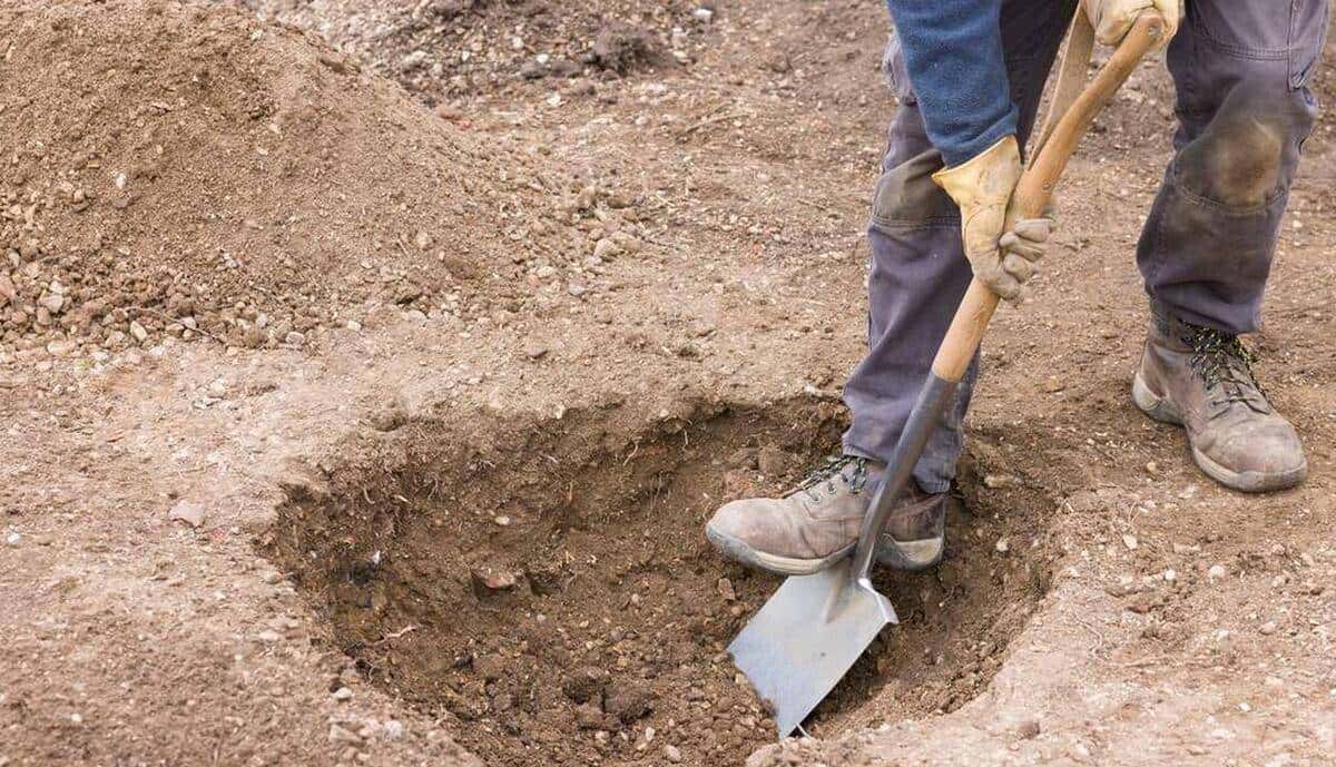 小学英语单词打卡(六下H)