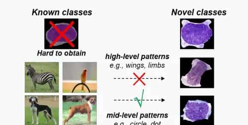 论文阅读：《Revisiting Mid-Level Patterns for Distant-Domain Few-Shot Recognition》 - 鹿快