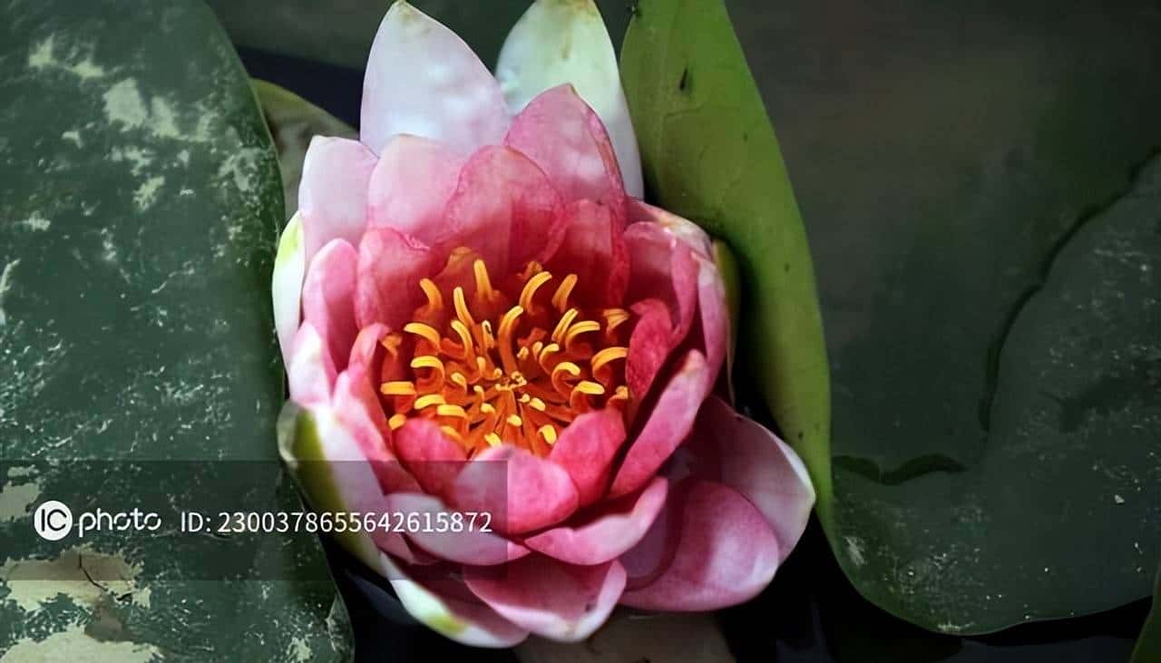 文件格式及功能汇总