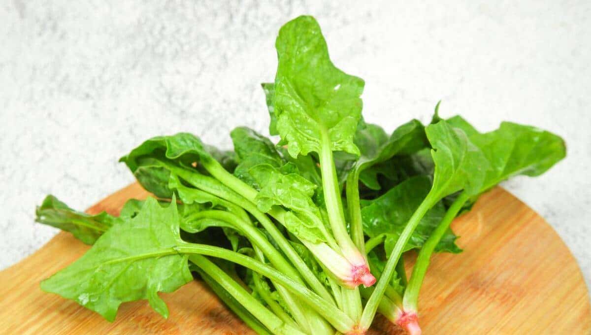 小学英语单词打卡(六下H)