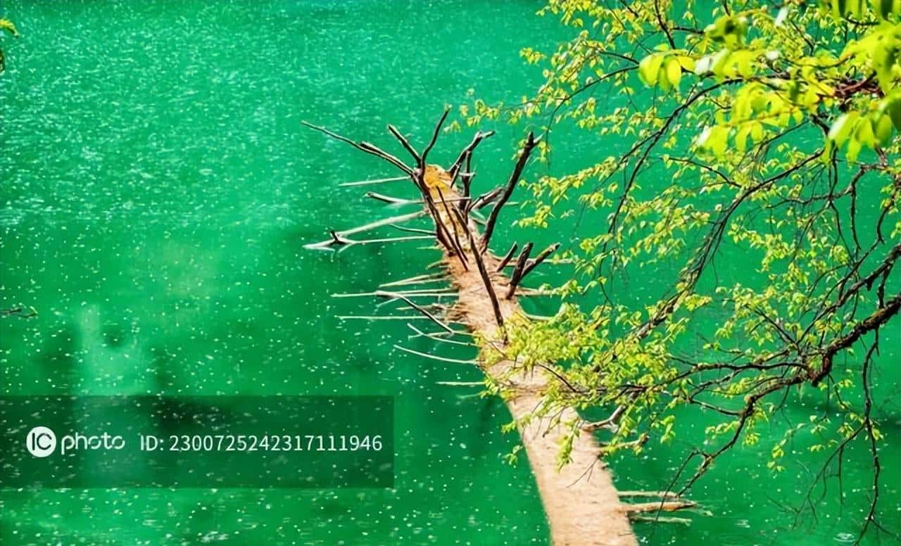 文件格式及功能汇总 - 鹿快