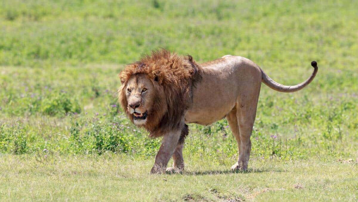 小学英语单词打卡(六下H)