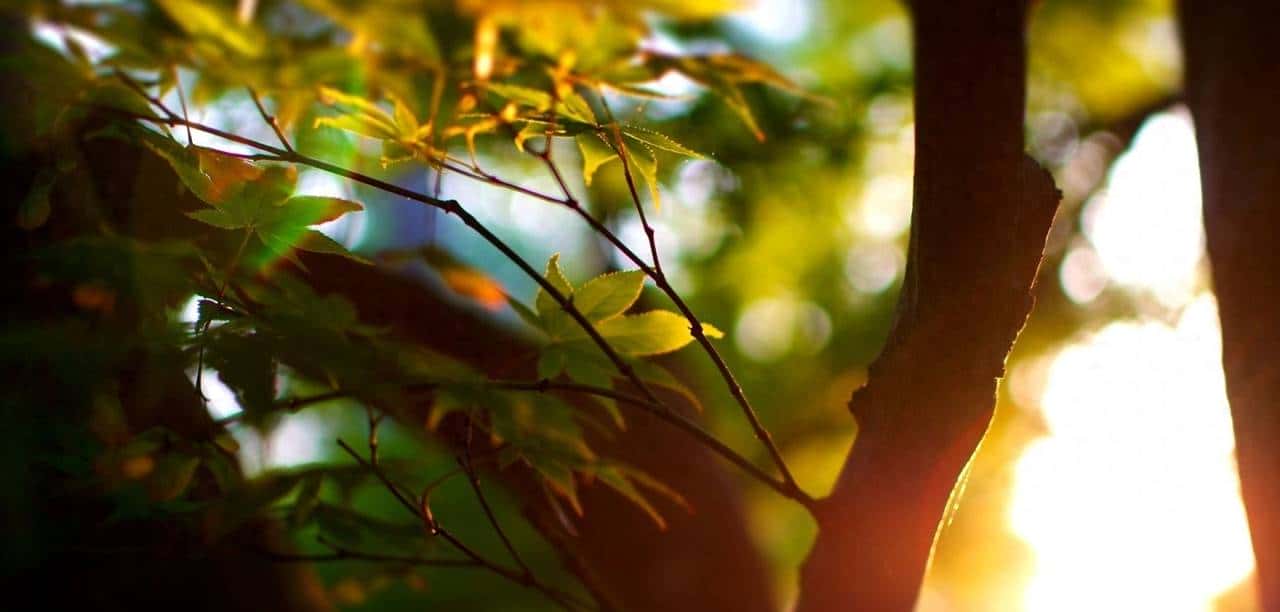 爬虫——第二篇Requests库 - 鹿快