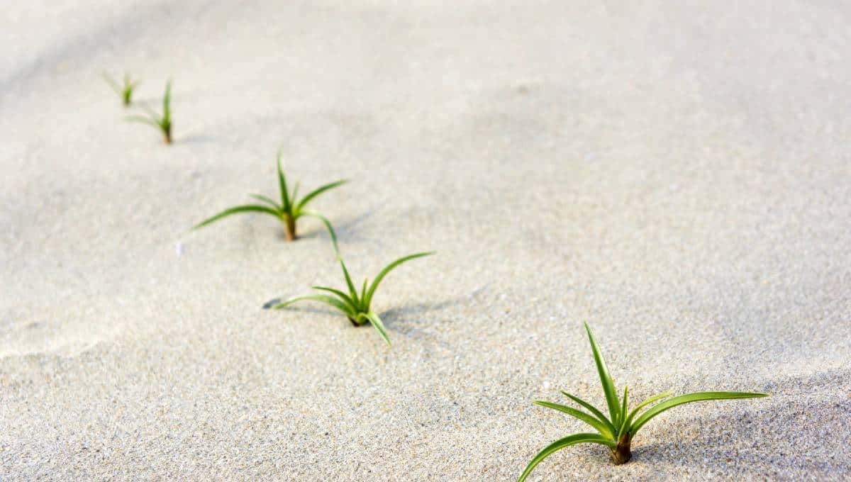 解析:JavaScript中的函数式编程