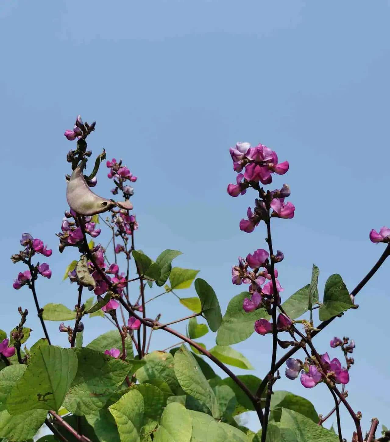 带娃挖红薯的一天