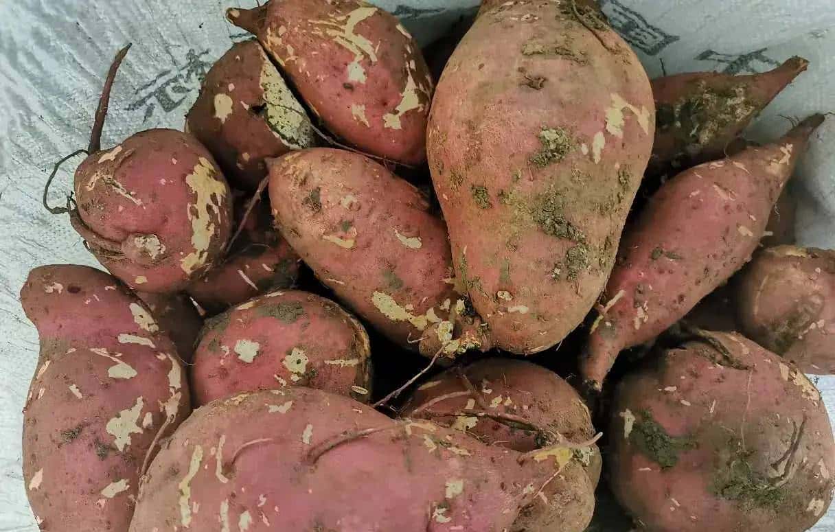 带娃挖红薯的一天