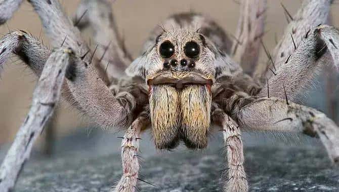 255我读《昆虫记》的第四天(狼蛛的慈母心)