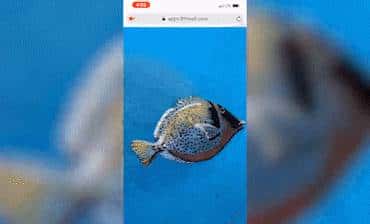 小白快速开发AR项目了解一下