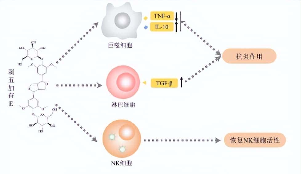 刺五加提取物及其活性成分的免疫调节作用 - 鹿快