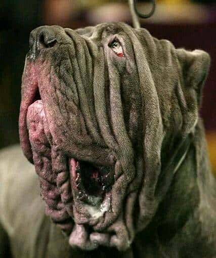 您心中的猛犬战士就是它吗？