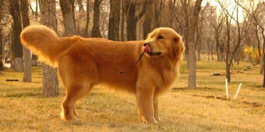 您心中的猛犬战士就是它吗？