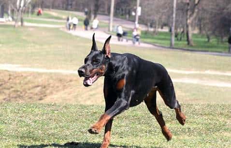 您心中的猛犬战士就是它吗？