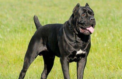 您心中的猛犬战士就是它吗？