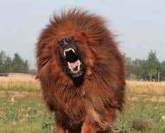 您心中的猛犬战士就是它吗？