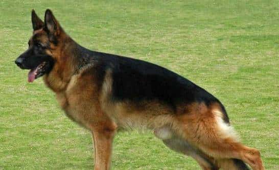 您心中的猛犬战士就是它吗？