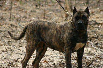 您心中的猛犬战士就是它吗？