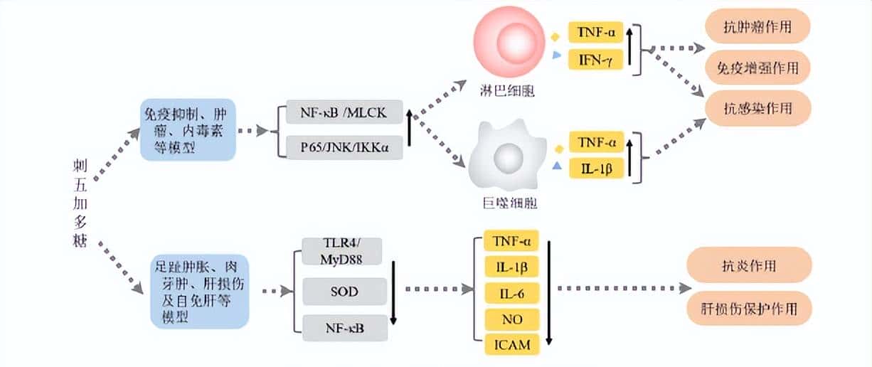 刺五加提取物及其活性成分的免疫调节作用 - 鹿快
