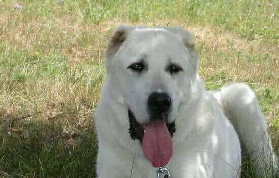 您心中的猛犬战士就是它吗？