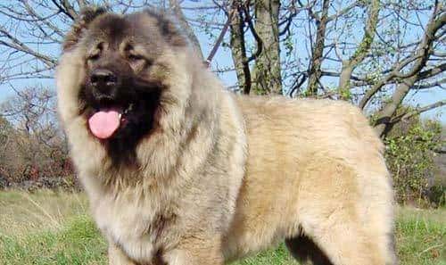 您心中的猛犬战士就是它吗？