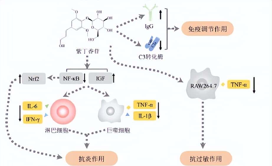 刺五加提取物及其活性成分的免疫调节作用 - 鹿快