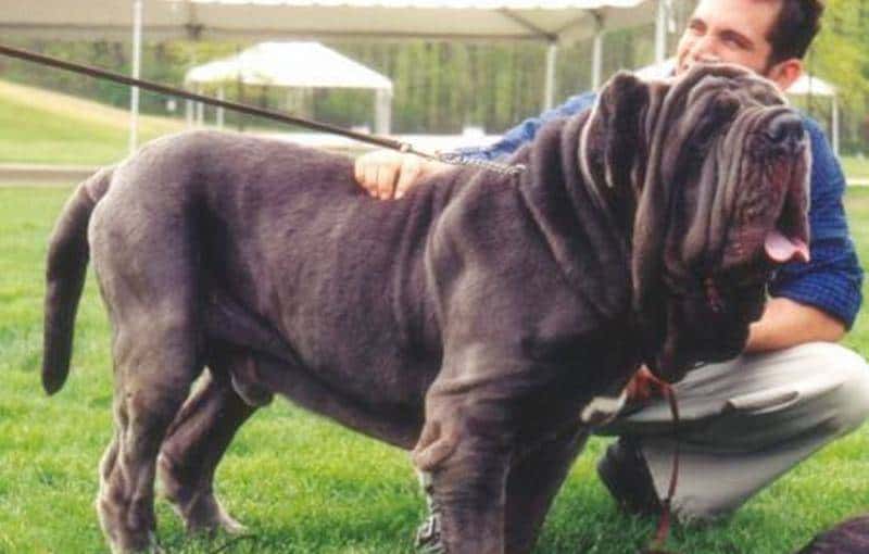 您心中的猛犬战士就是它吗？