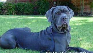 您心中的猛犬战士就是它吗？