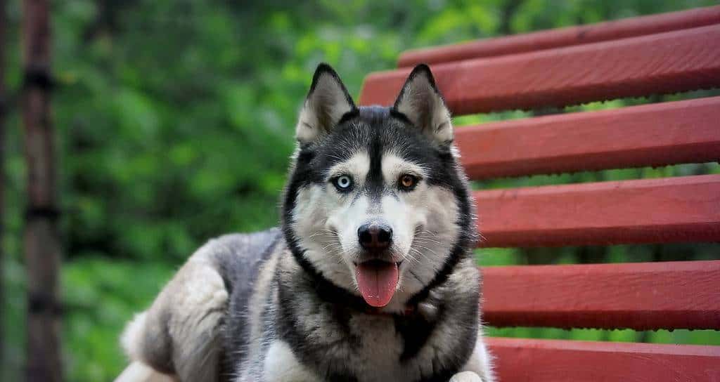 您心中的猛犬战士就是它吗？