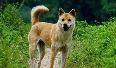 您心中的猛犬战士就是它吗？