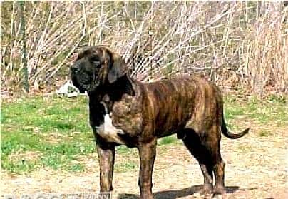 您心中的猛犬战士就是它吗？