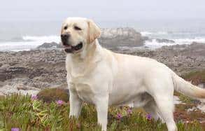 您心中的猛犬战士就是它吗？