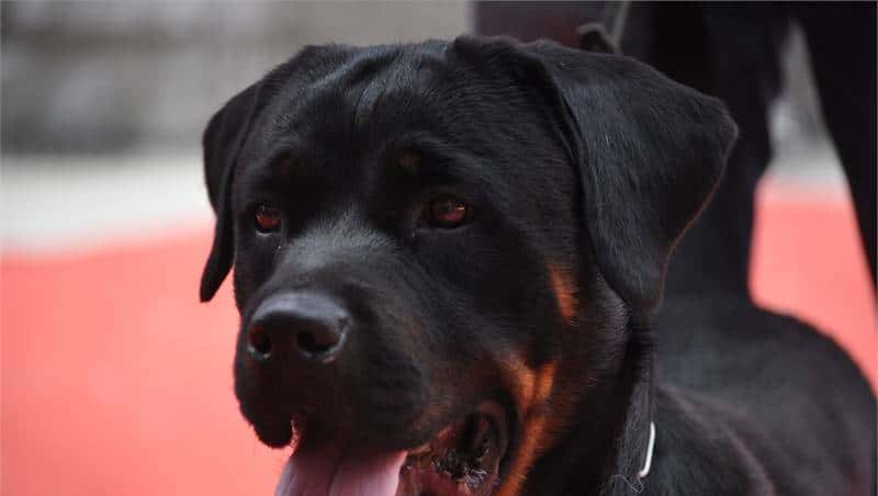 您心中的猛犬战士就是它吗？