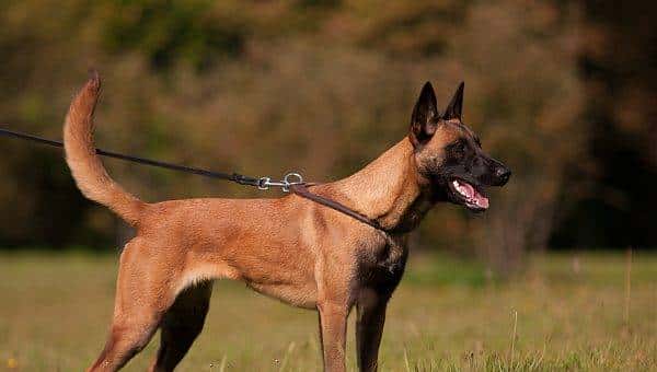 您心中的猛犬战士就是它吗？