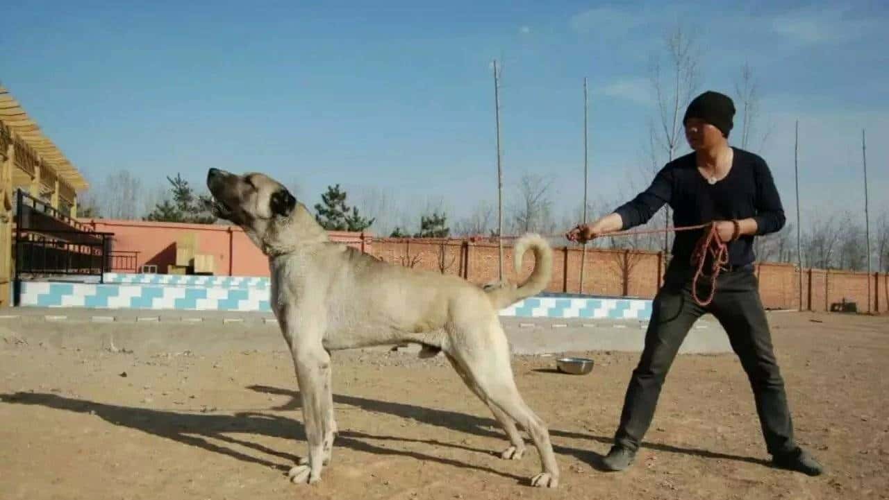 您心中的猛犬战士就是它吗？