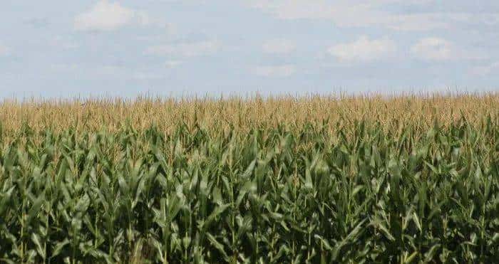 "我想把保姆的眼睛戴在手链上。"童言无忌,但怎么越听越惊悚 - 鹿快