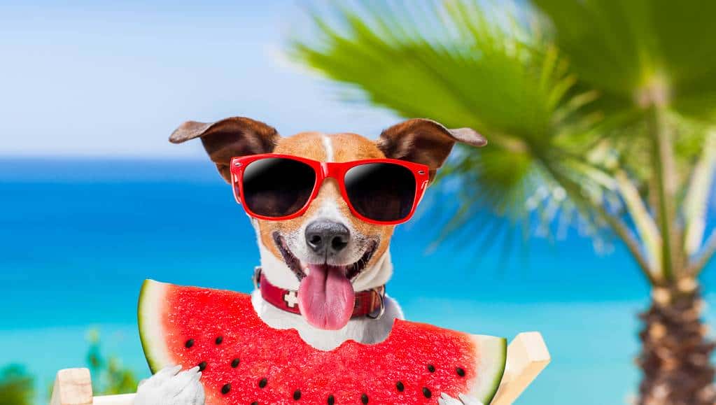 夏天吃西瓜，那“把西瓜切两半”用英语怎么说？