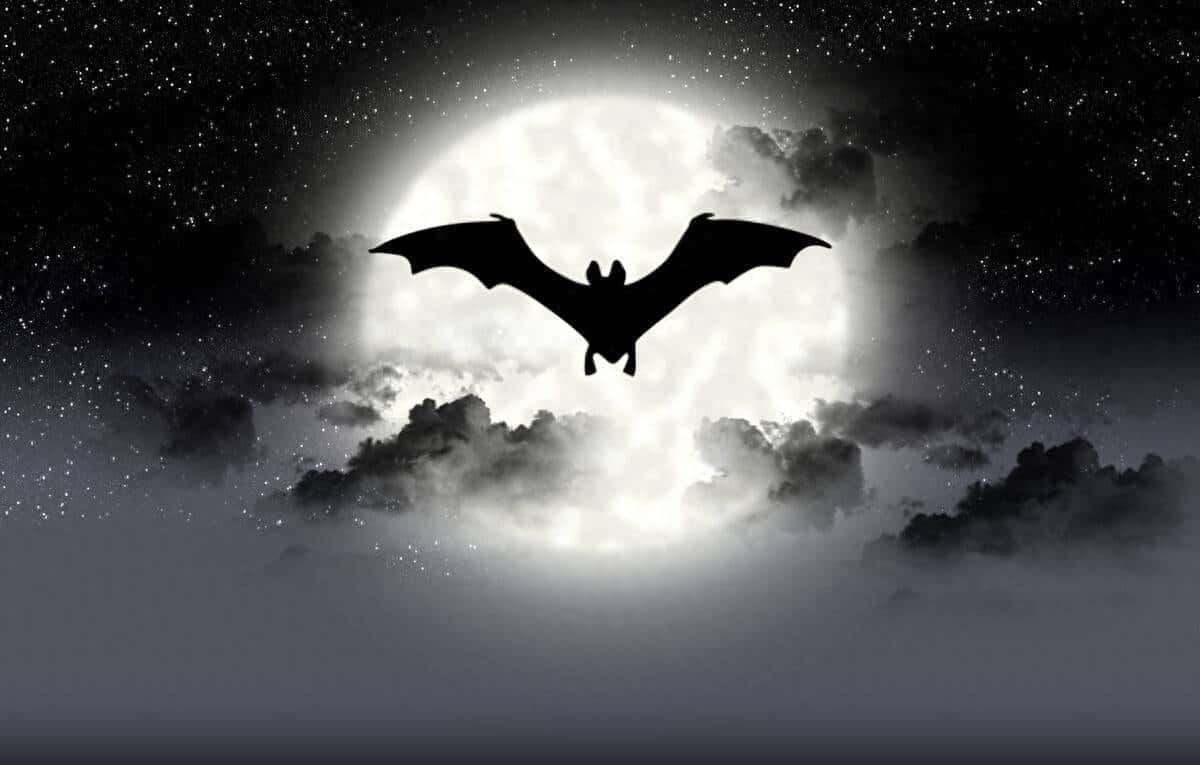 美剧口语：“bat around”别理解成“周围的蝙蝠” - 鹿快