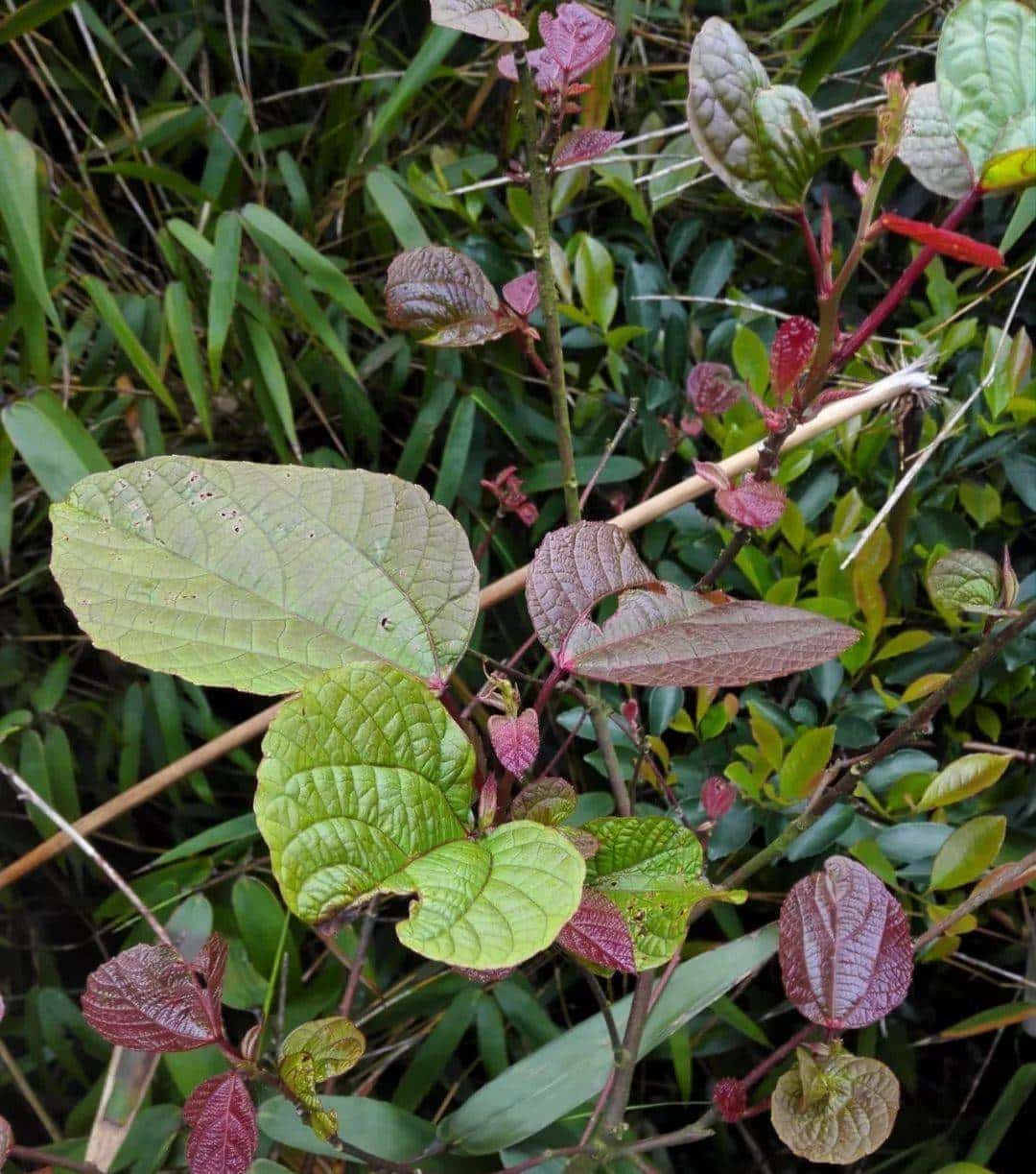 广西草药红背山麻杆 |杆珠海地产岭南中草药之三十 - 鹿快