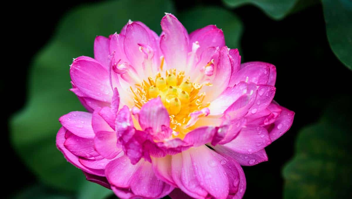 怎样用种子种出一盆美美的碗莲?从选种到养护,全部说清楚