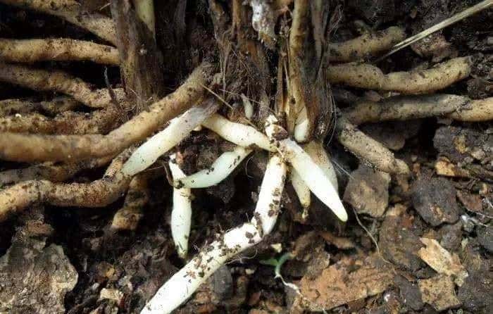 羊粪养花好？3个害处不知道，越养越“心烦”，还很容易养死