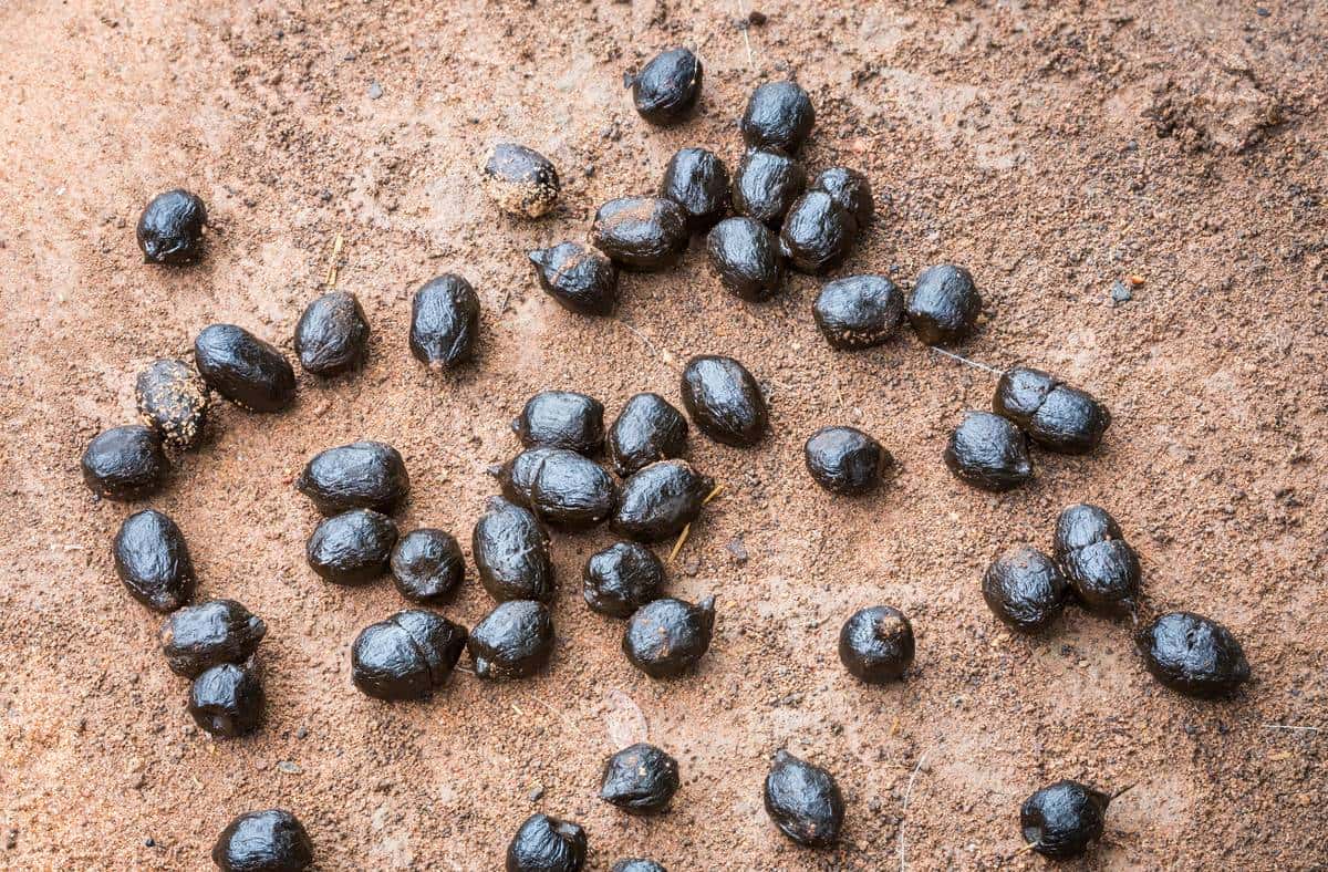 羊粪养花好？3个害处不知道，越养越“心烦”，还很容易养死