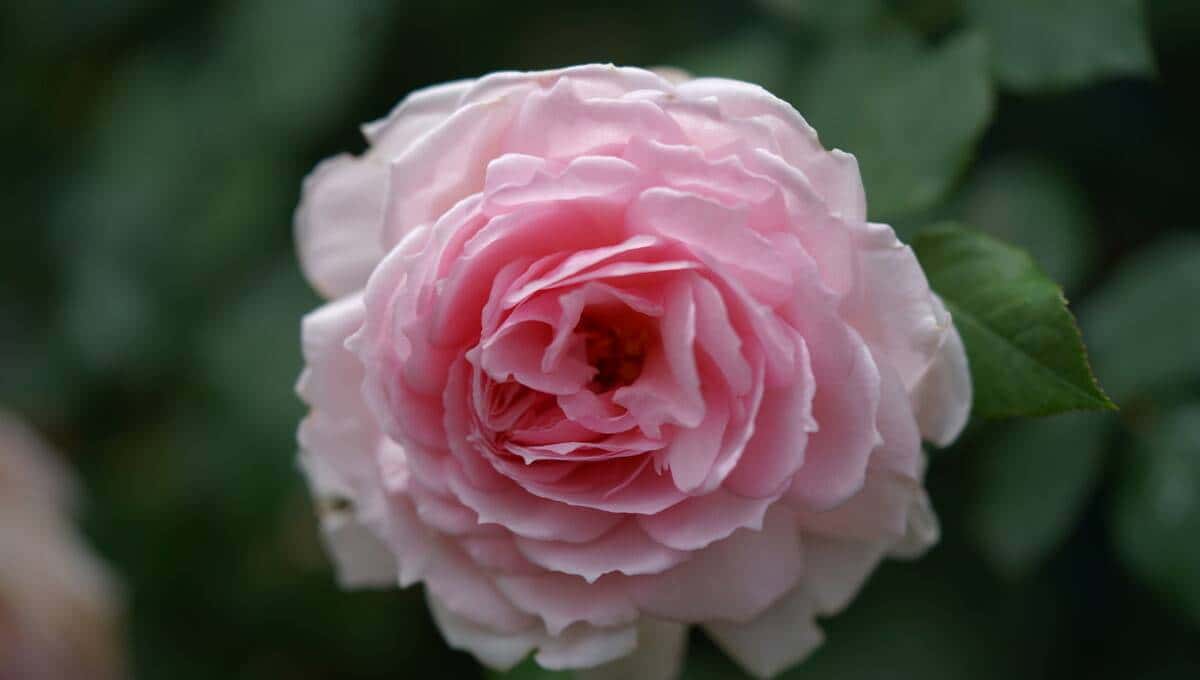 想让月季明年爆花不断,三种肥料准备起来,马上就要用了