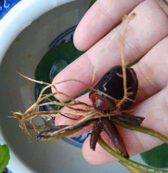 怎样用种子种出一盆美美的碗莲?从选种到养护,全部说清楚